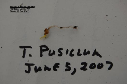 Trillium pusillum seedling