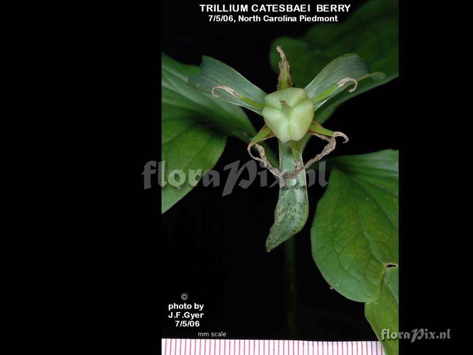 Trillium catesbyii