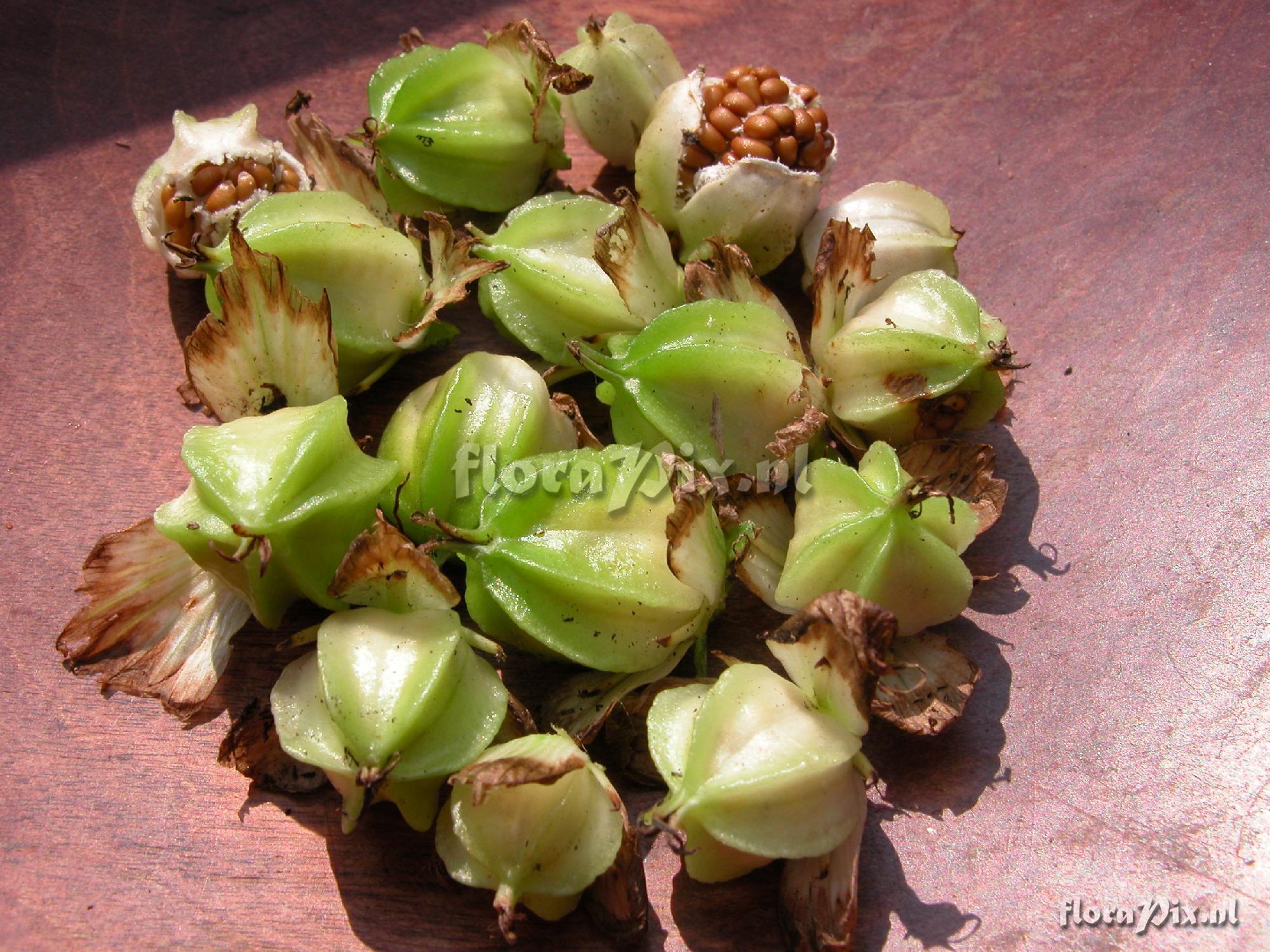 Trillium grandiflorum seed pods