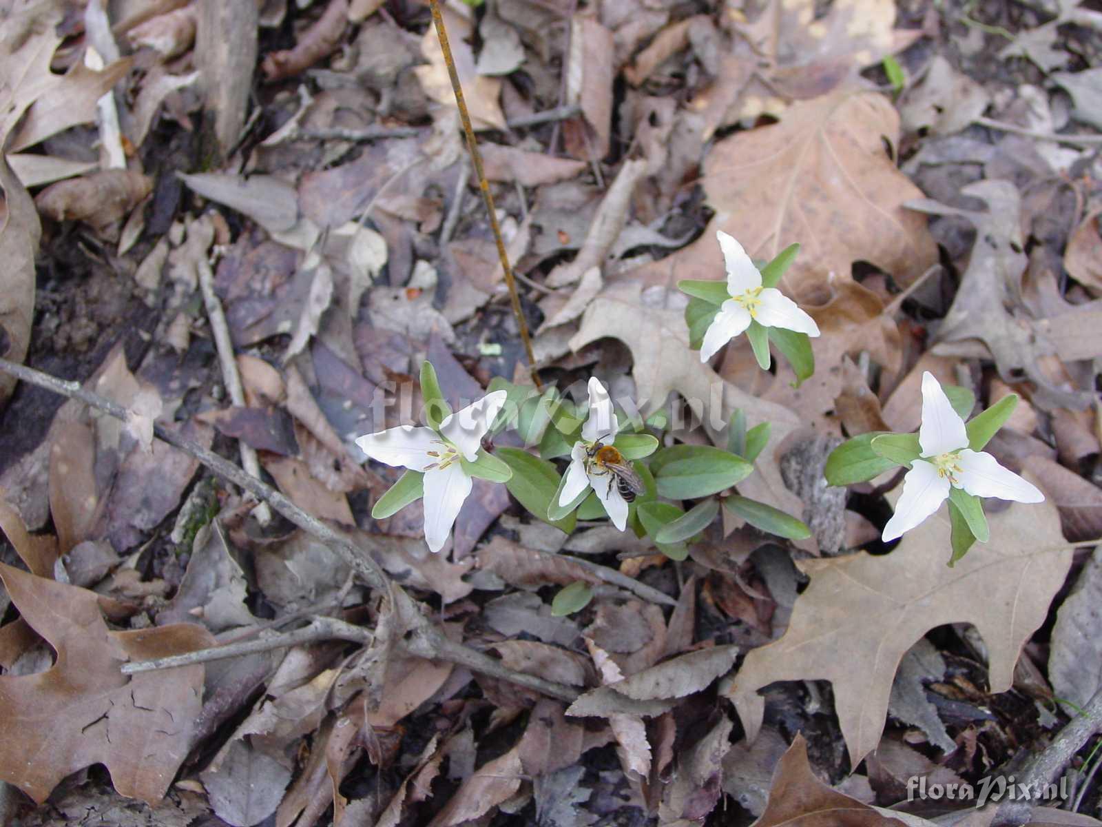 Trillium pusillum