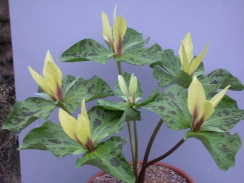 Trillium chloropetalum 