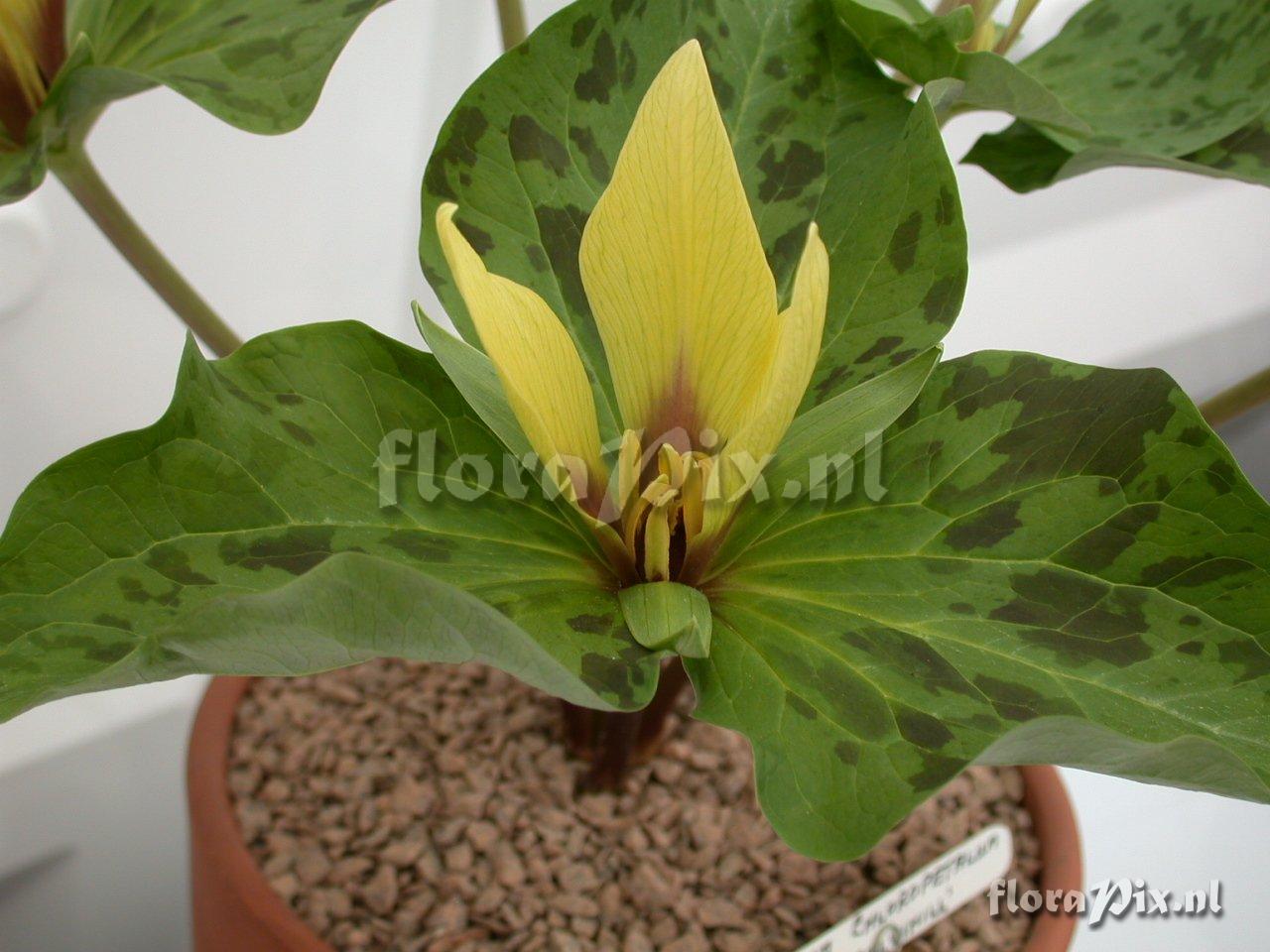 Trillium chloropetalum 