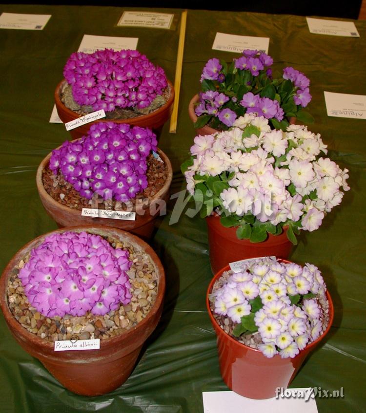 2-shows East.Lancashire Alpine Garden Society