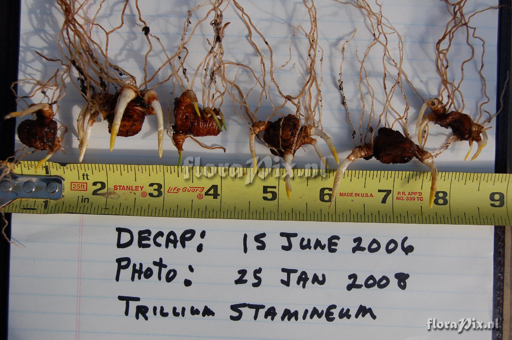 Trillium stamineum offsets