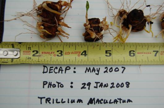 Trillium maculatum offsets