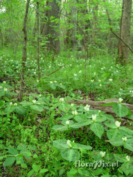 Trillium discolor