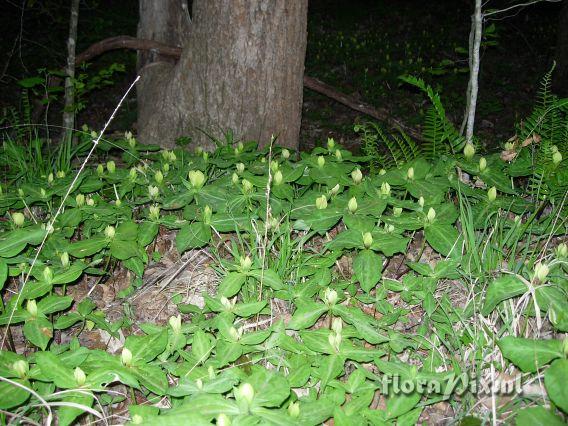 Trillium discolor