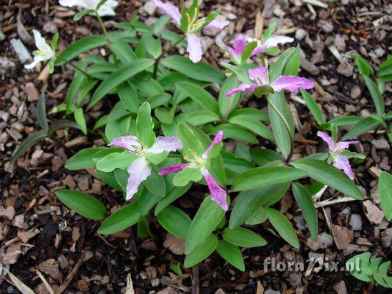 Trillium pusillum var./ssp. alabamicum