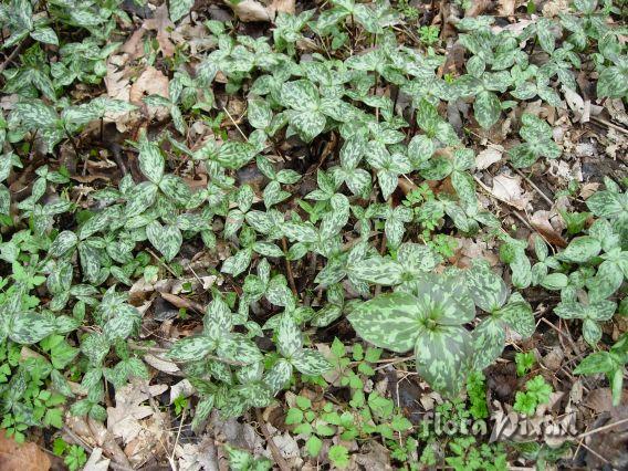 Trillium recurvatum