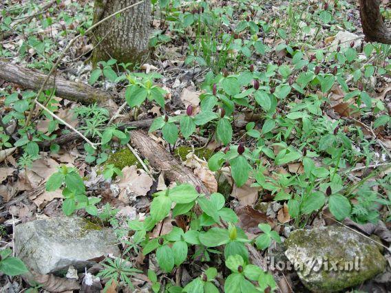 Trillium sessile