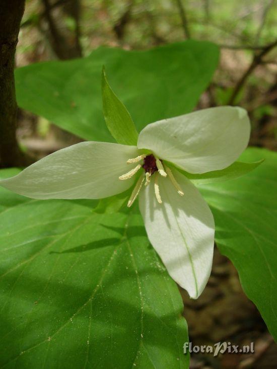 Trillium simile