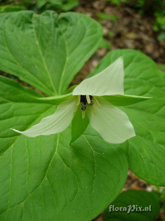 Trillium simile