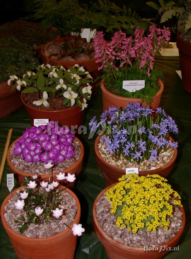 2-shows East.Lancashire Alpine Garden Society