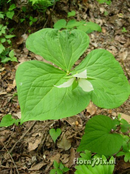 Trillium simile