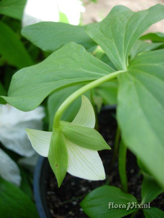 Trillium sp. nova