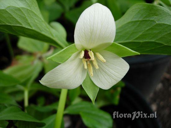 Trillium sp. nova