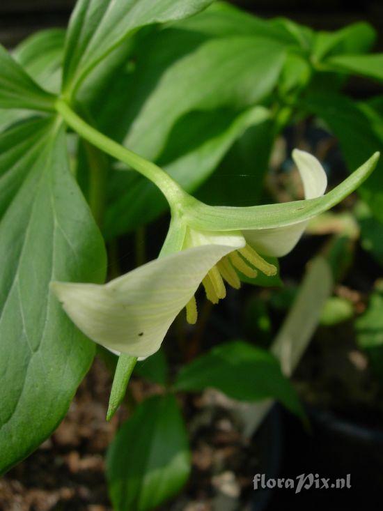 Trillium sp. nova