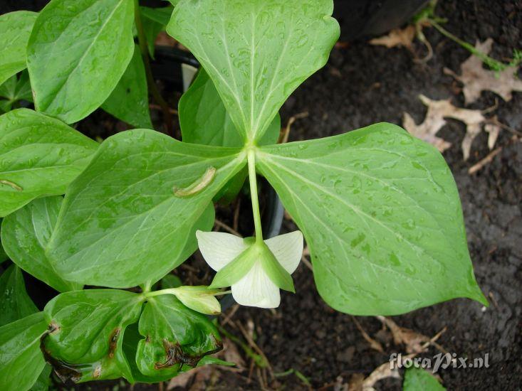 Trillium sp. nova