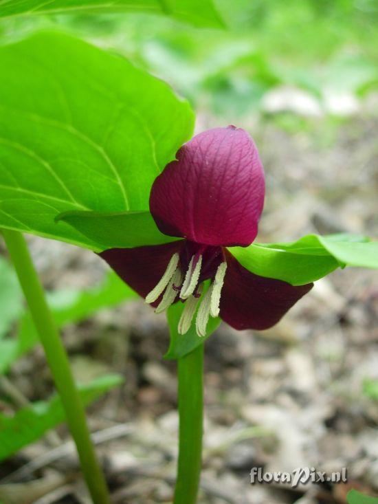 Trillium vaseyi