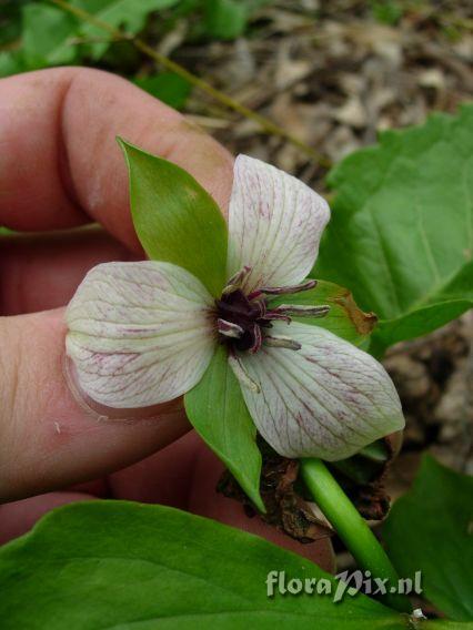 Trillium rugelii x vaseyi