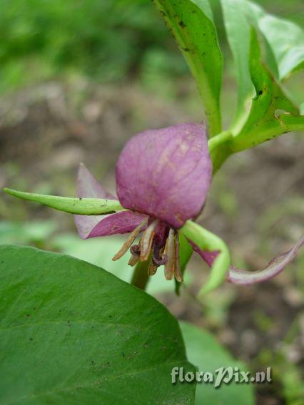 Trillium rugelii x vaseyi