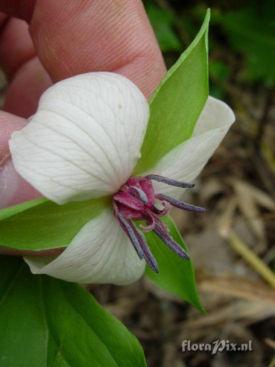 Trillium rugelii