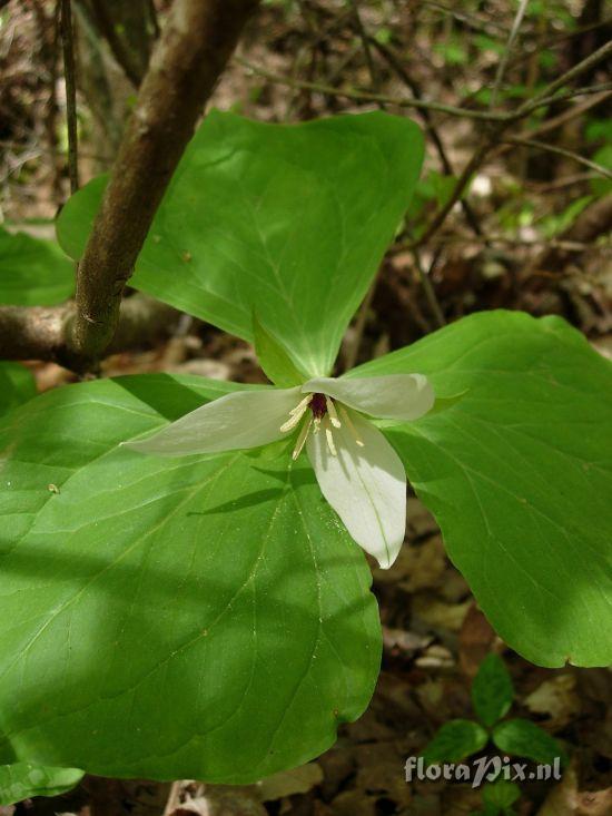 Trillium simile