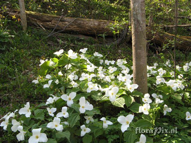 Trillium grandiflorum 4 petals