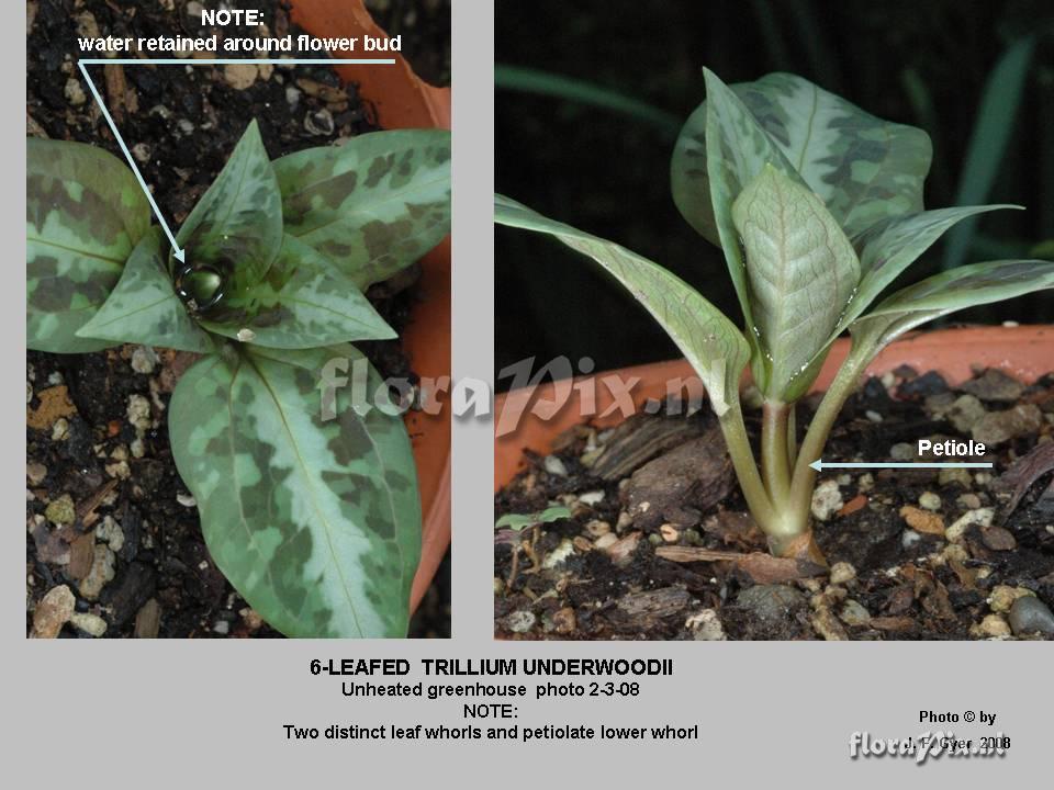 Trillium underwoodii