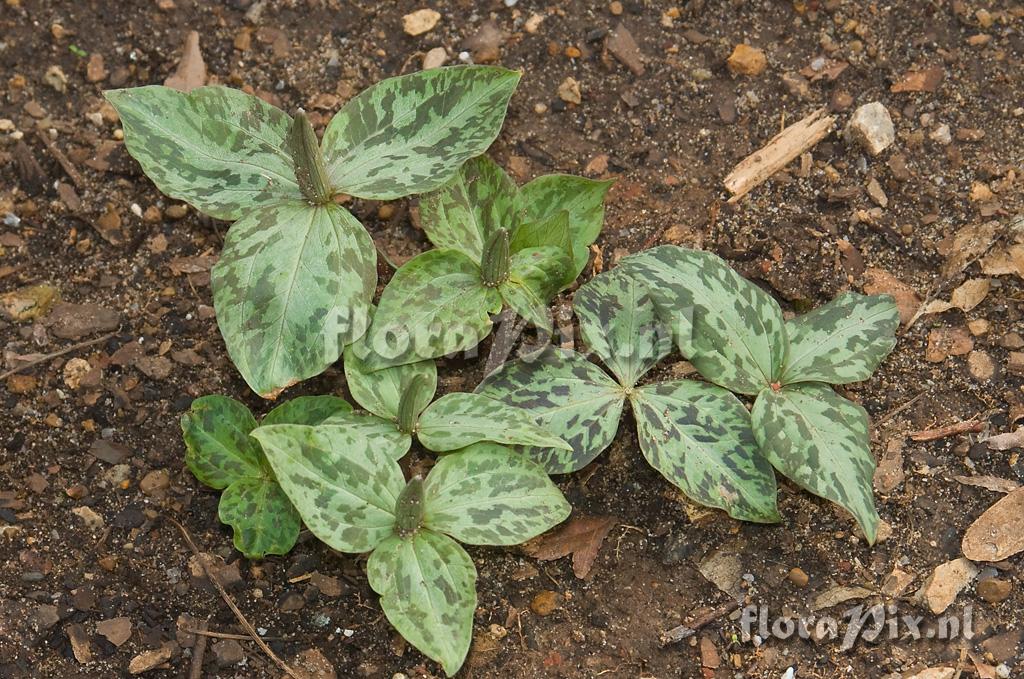 Trillium unknown