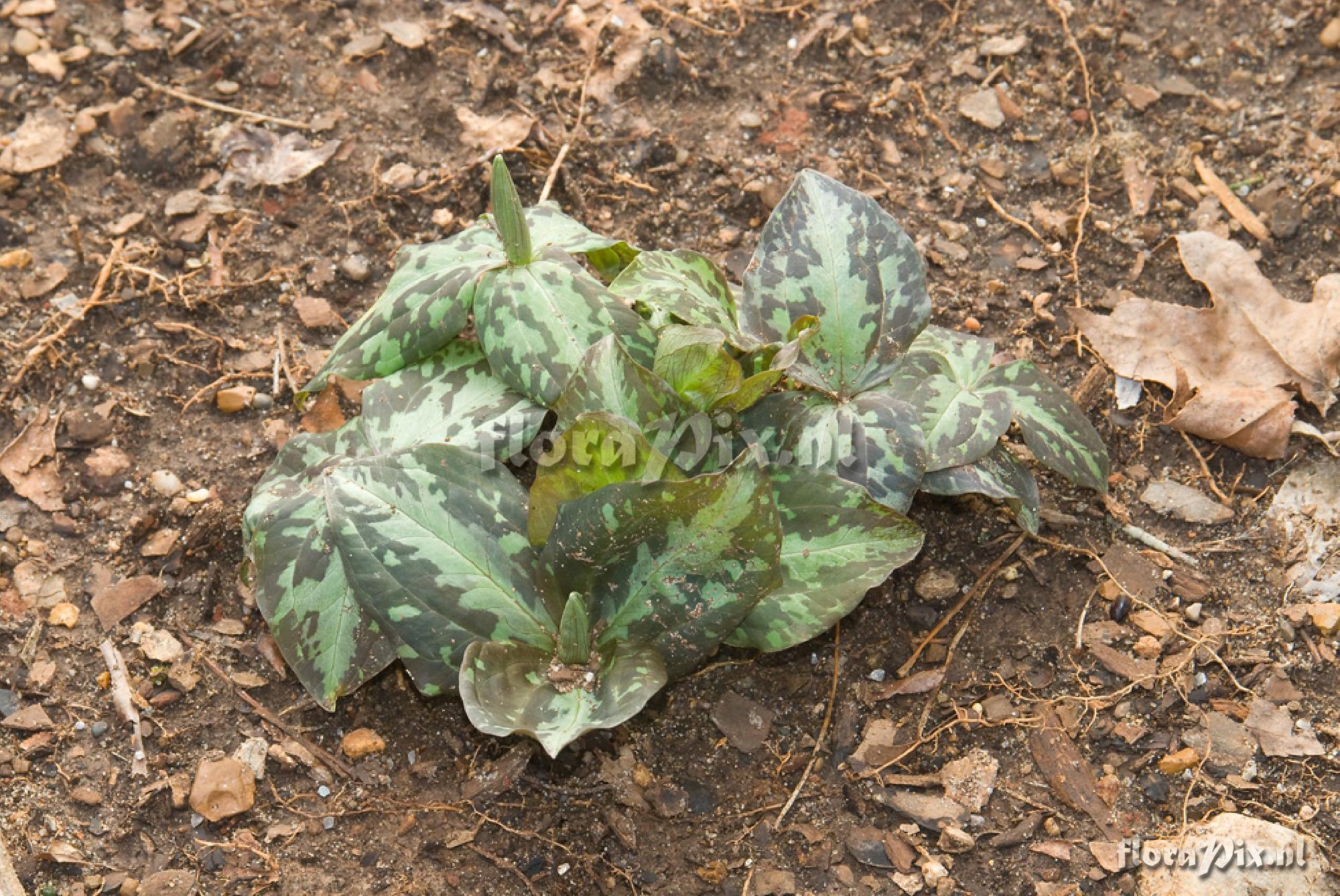 Trillium unknown #2