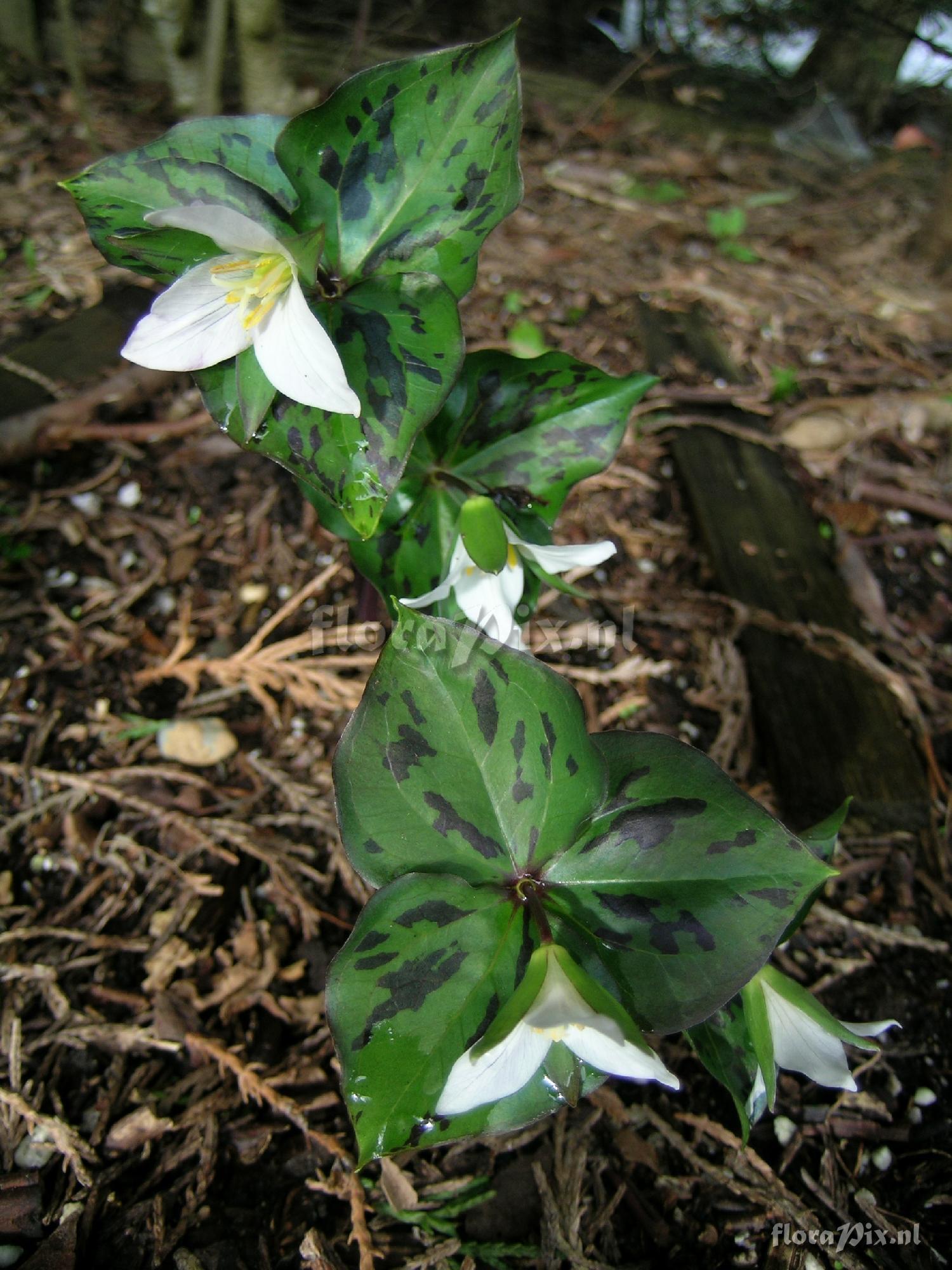 Trillium ovatum maculosum