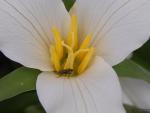 Trillium ovatum pollinator