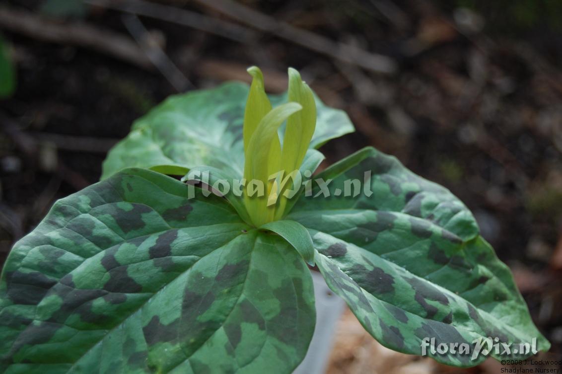 Trillium kurabayashii Yellow Form