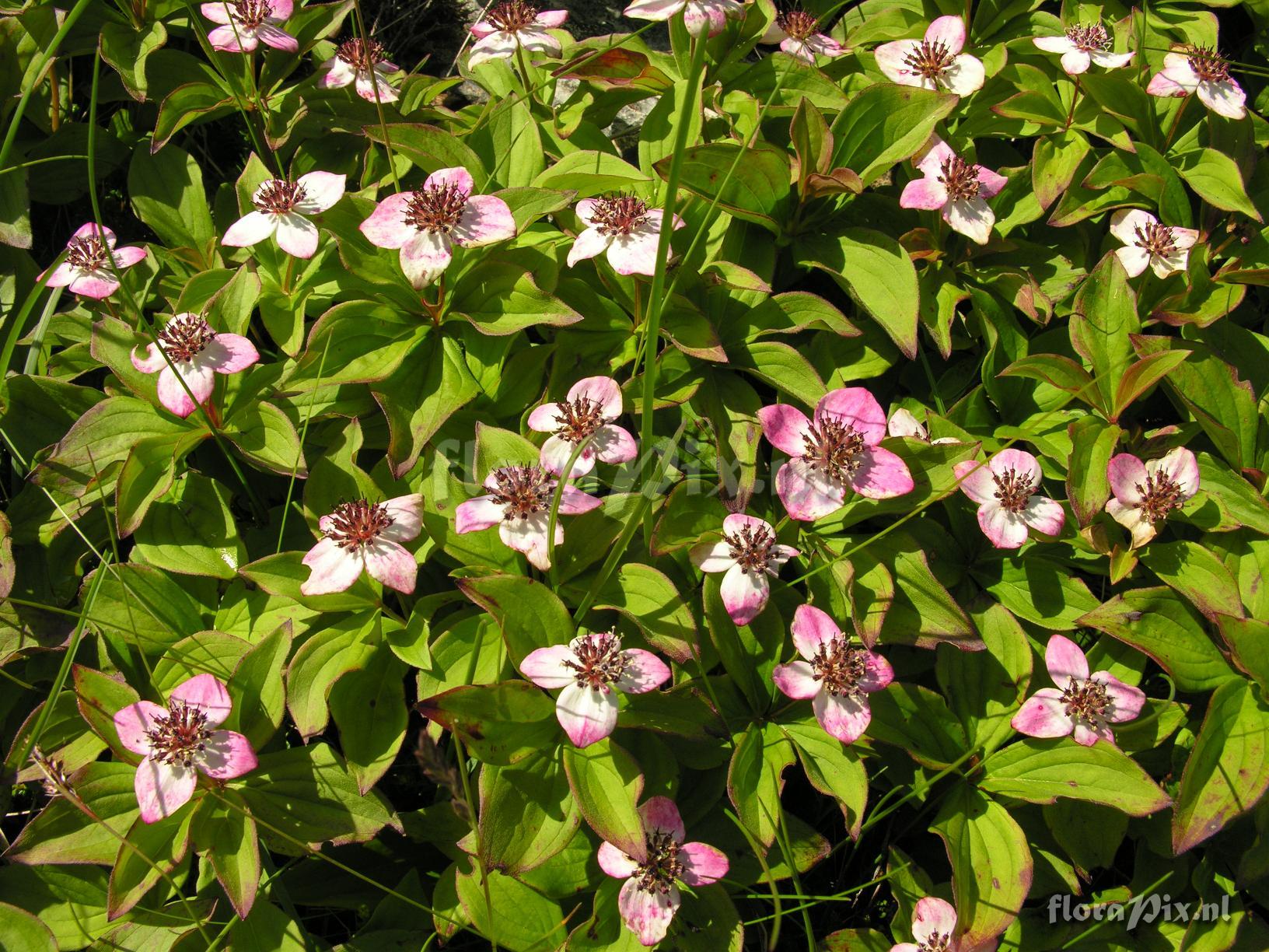 Cornus suecica