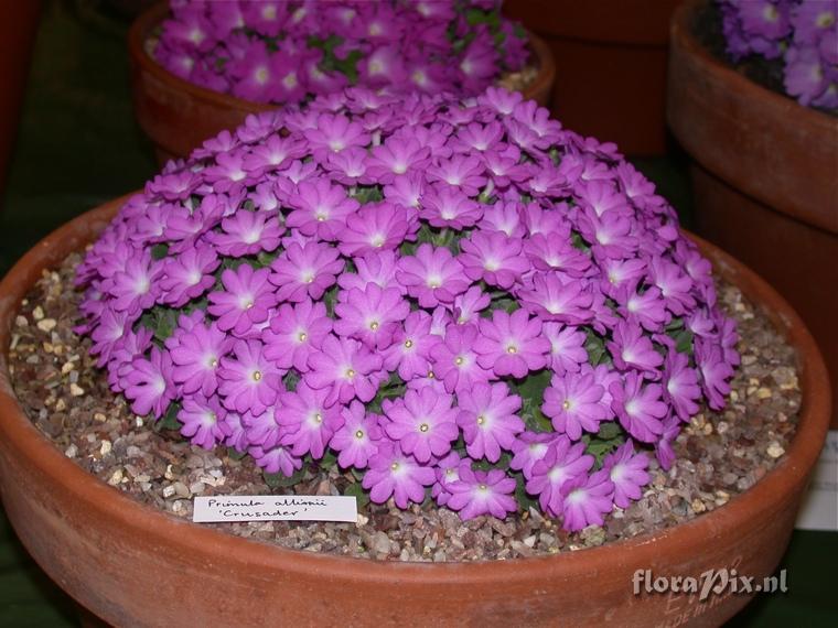 2-shows East.Lancashire Alpine Garden Society