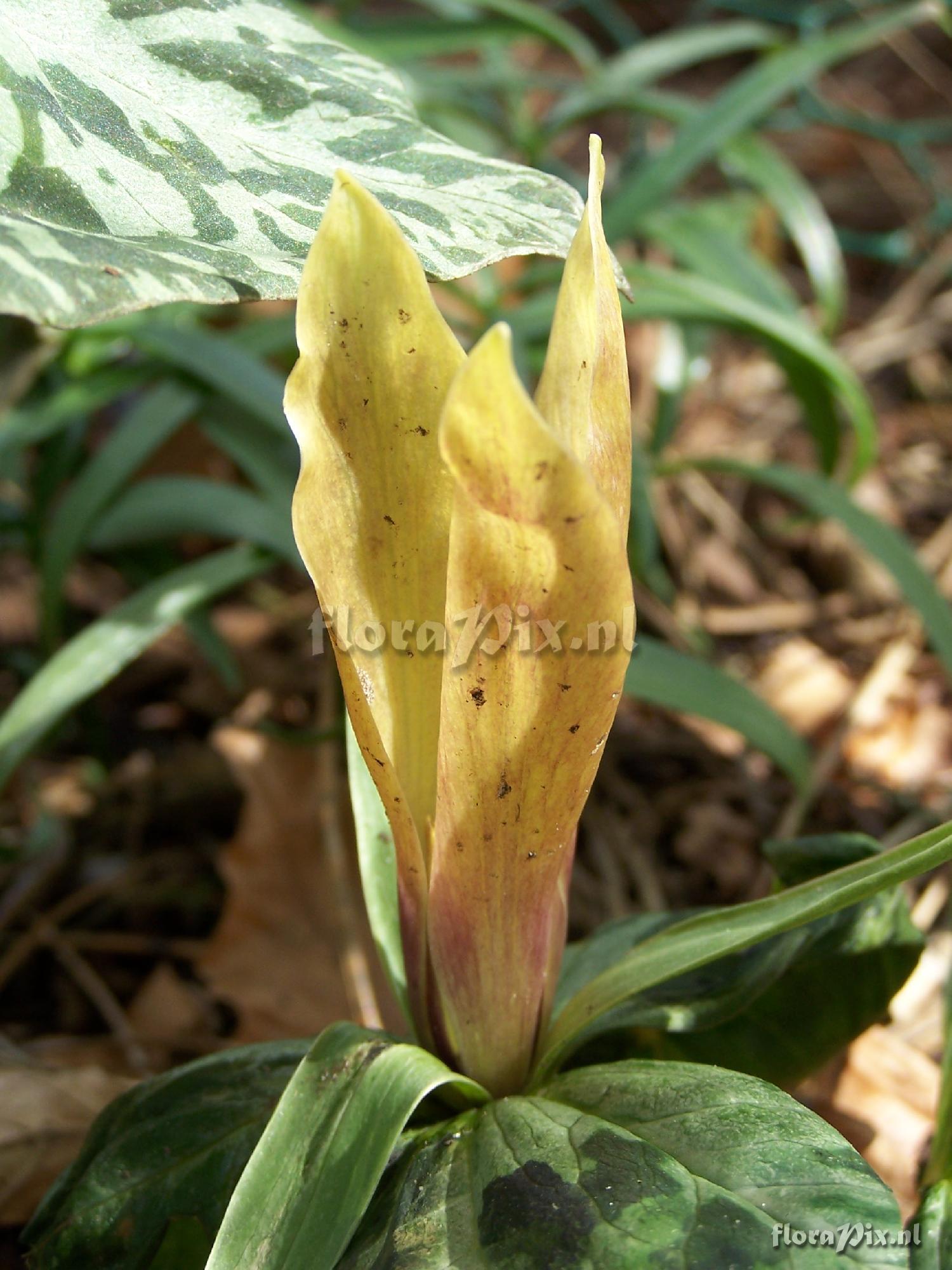 Trillium chloropetalum