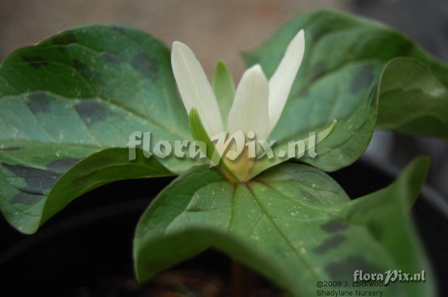 Trillium parviflorum