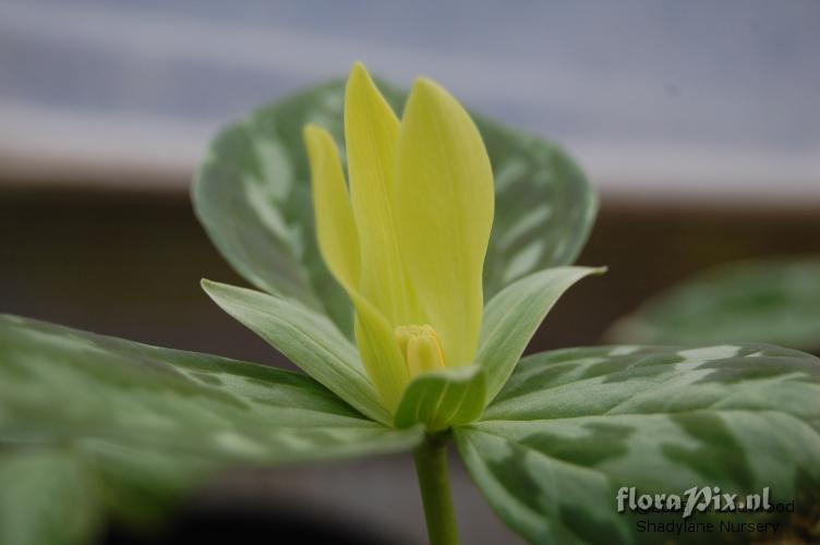 Trillium luteum