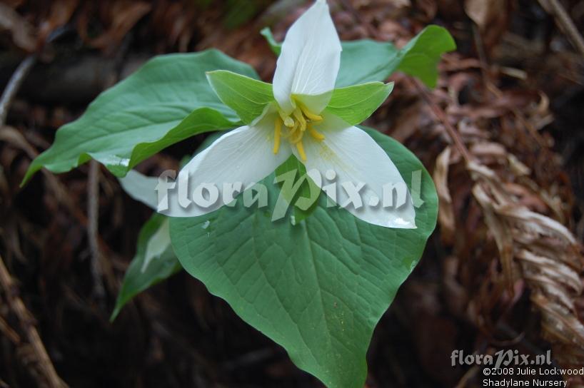 Trillium ovatum