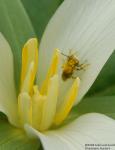 Trillium albidum pollinator