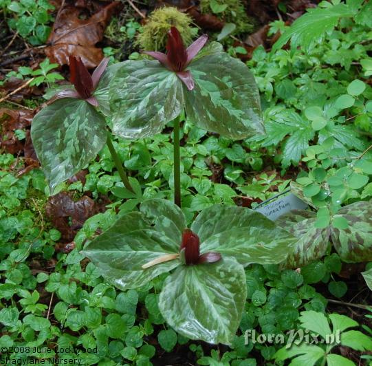 Trillium cuneatum