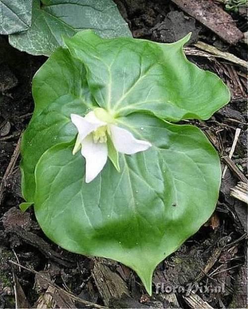 Trillium tschonoskii or T hagae