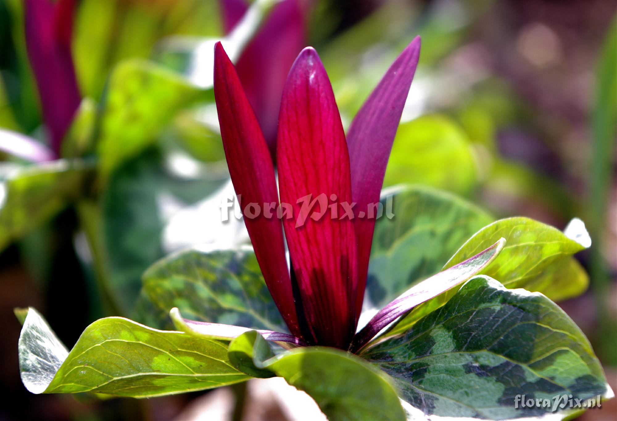 Trillium kurabayashii