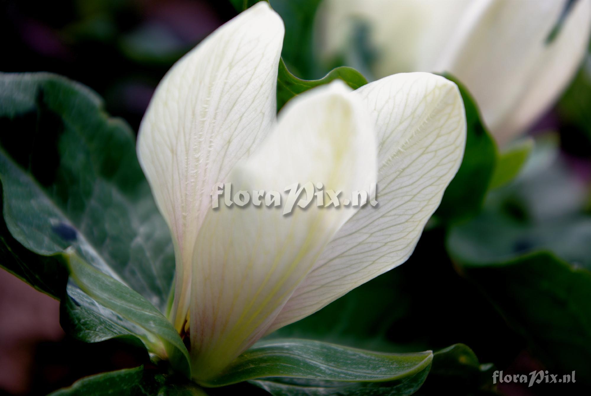 Trillium albidum