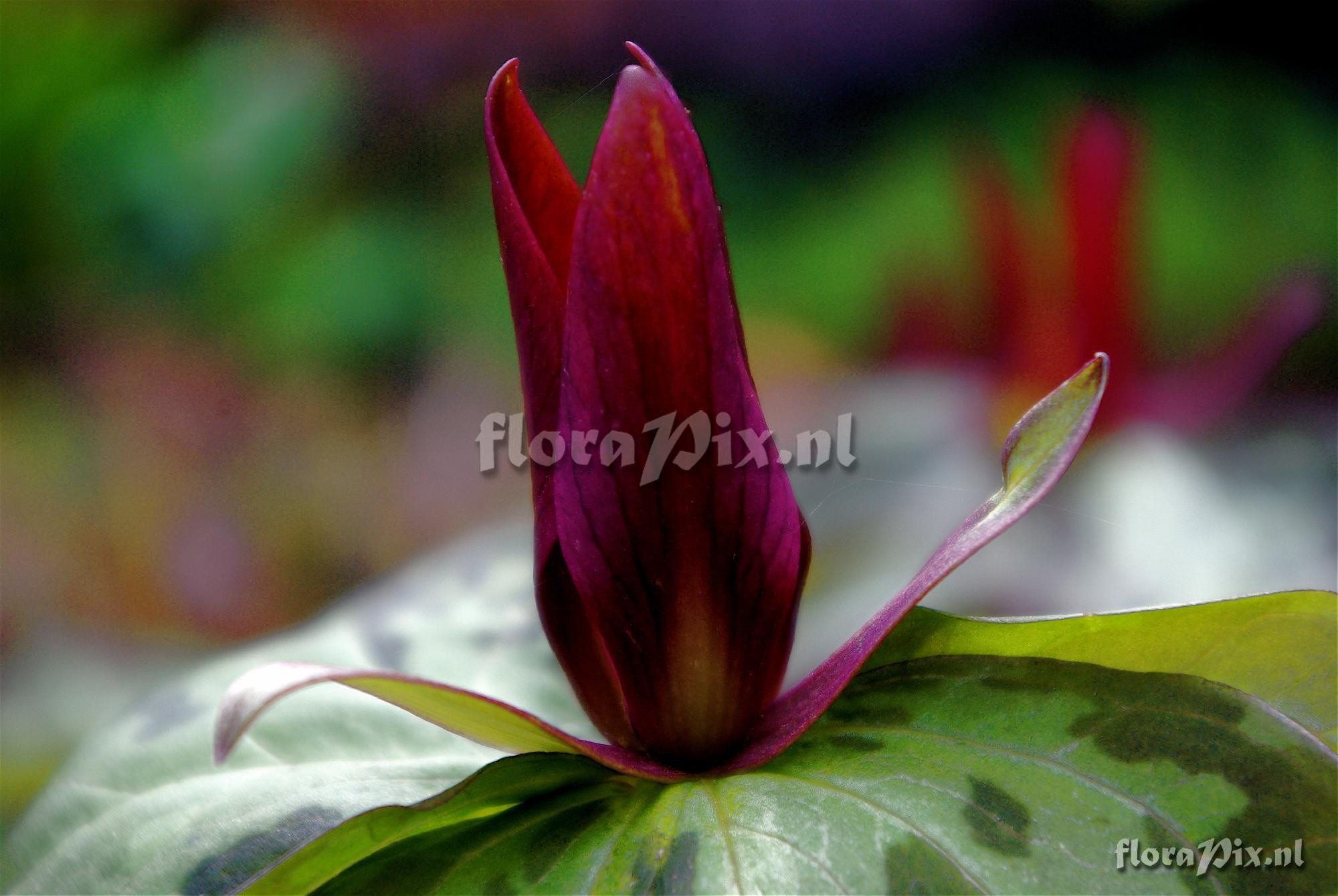 Trillium cuneatum