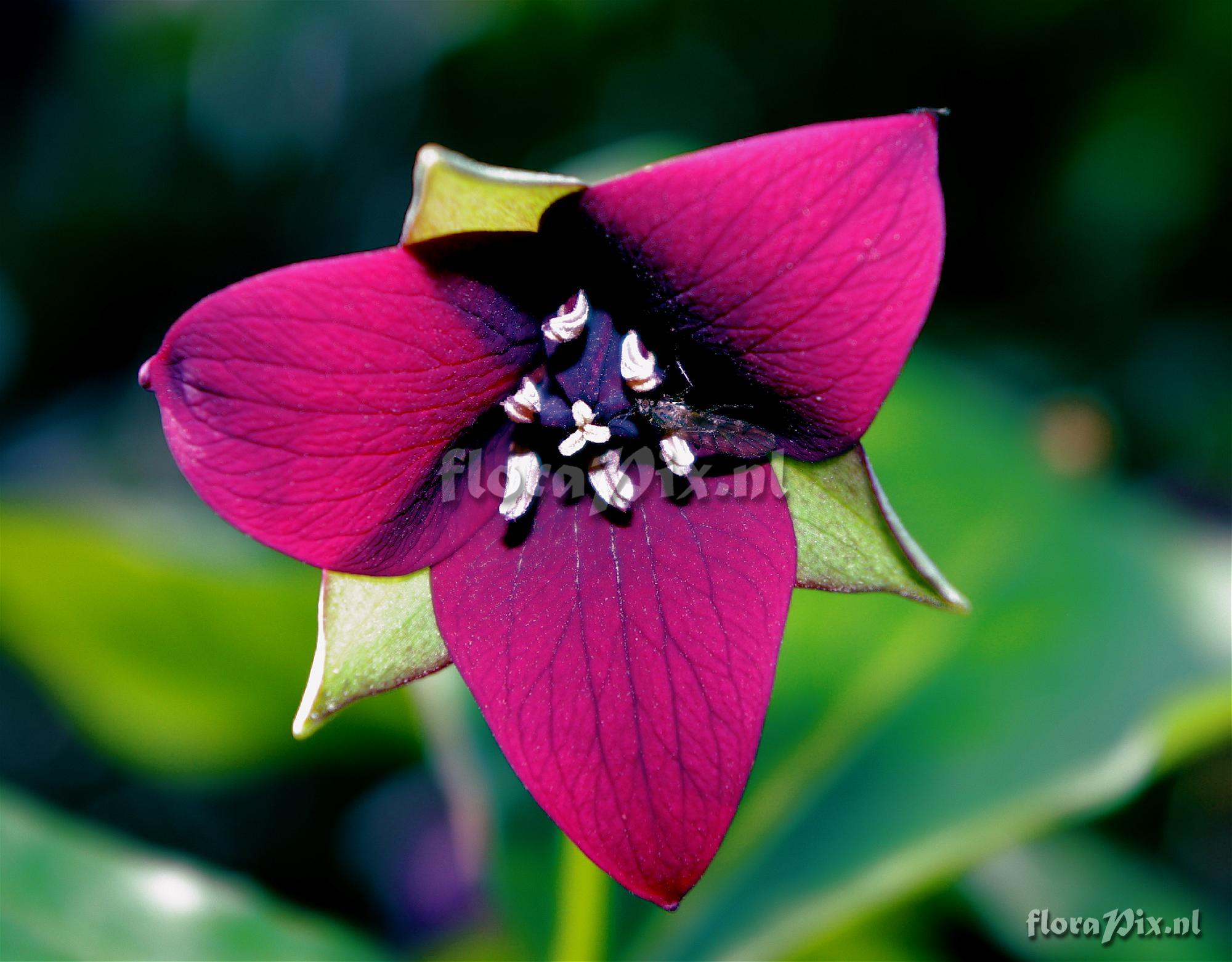 Trillium erectum