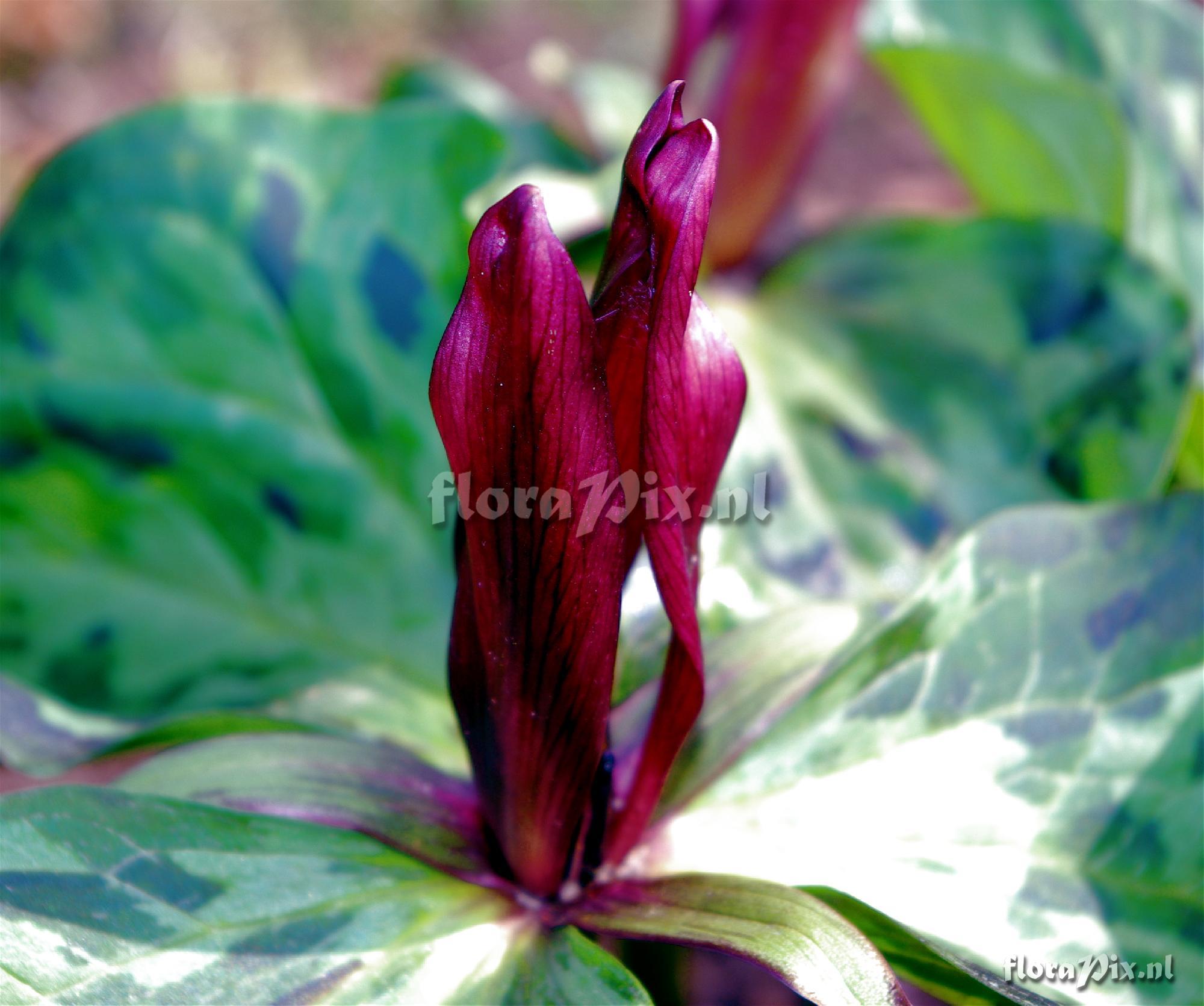 Trillium chloropetalum