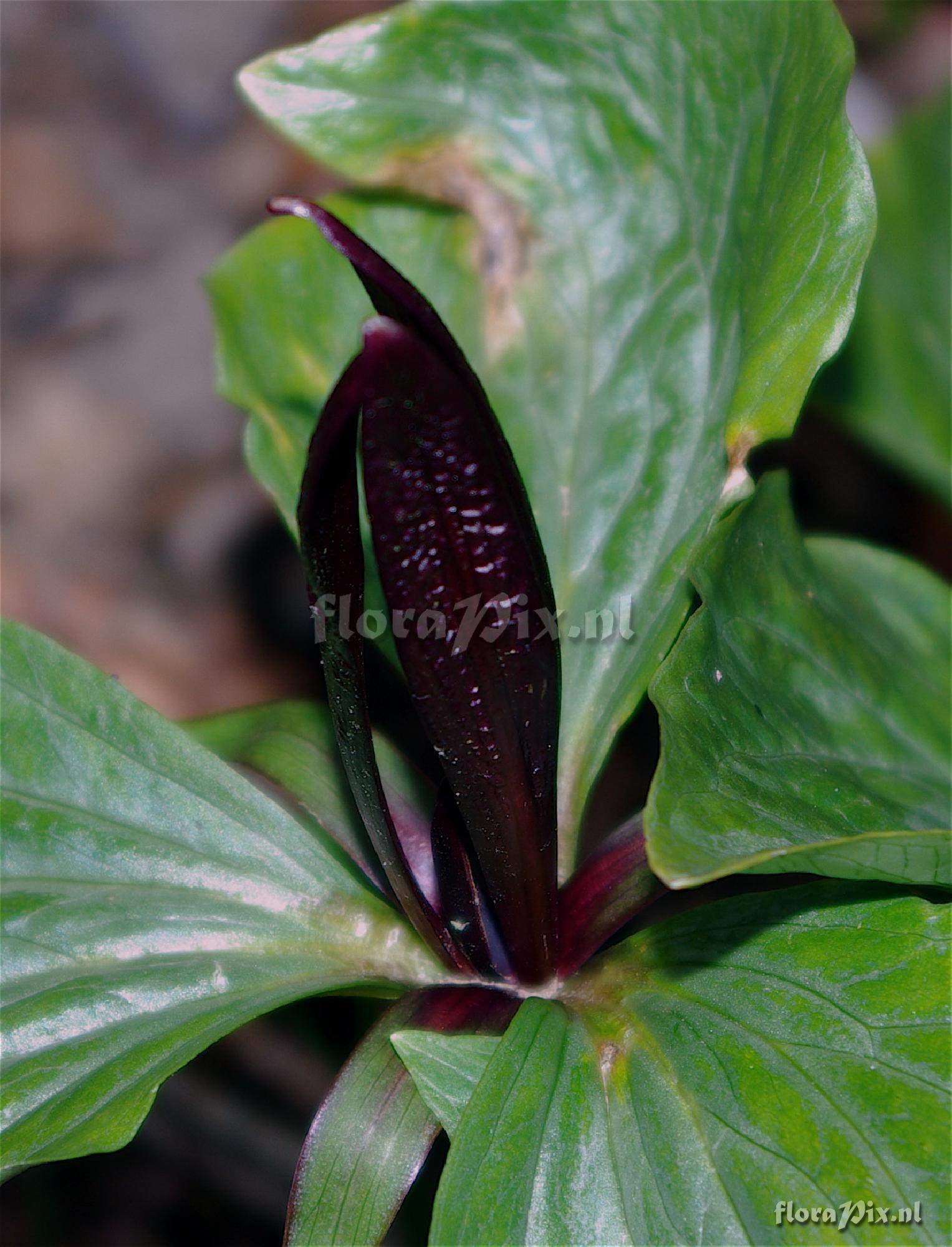 Trillium chloropetalum giganteum maroon black form