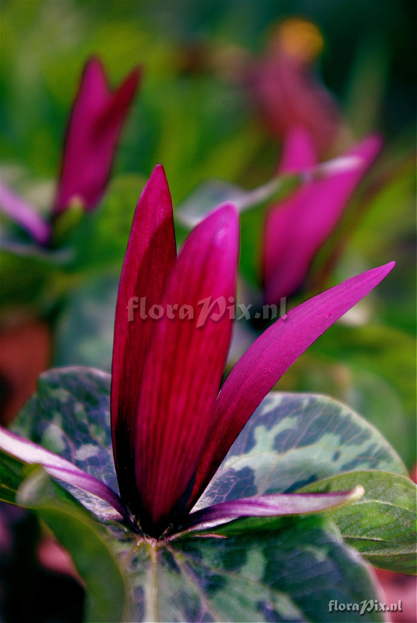 Trillium kurabayashii